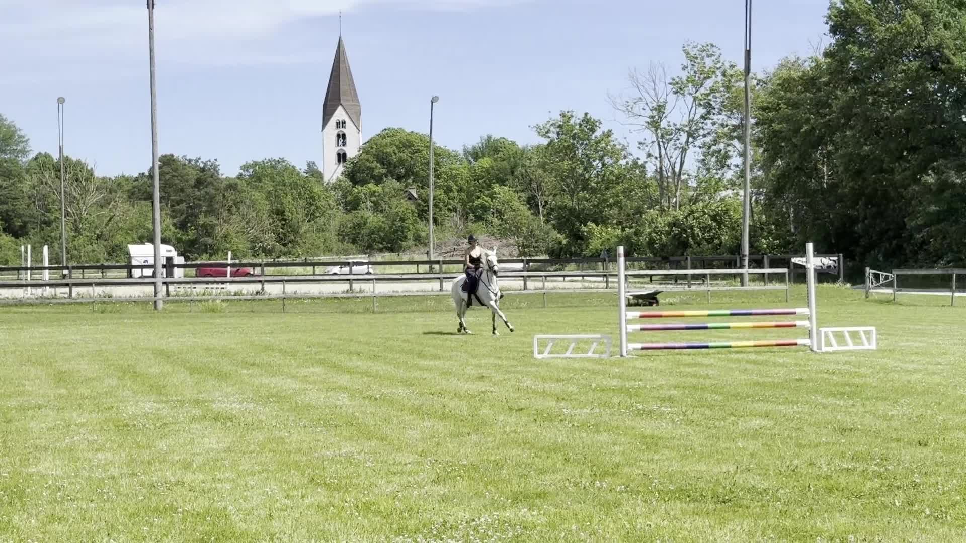Allround hästar till salu: Iberiskt sto  - Video 1