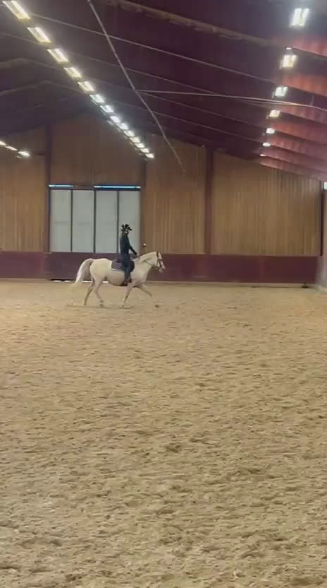 Allround hästar till salu: Mycket fint welsh partbred-sto - Video 2