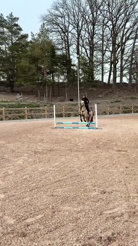 Hoppning hästar till salu: Sockersött 5-årigt svenskfött Connemarasto - Video 2