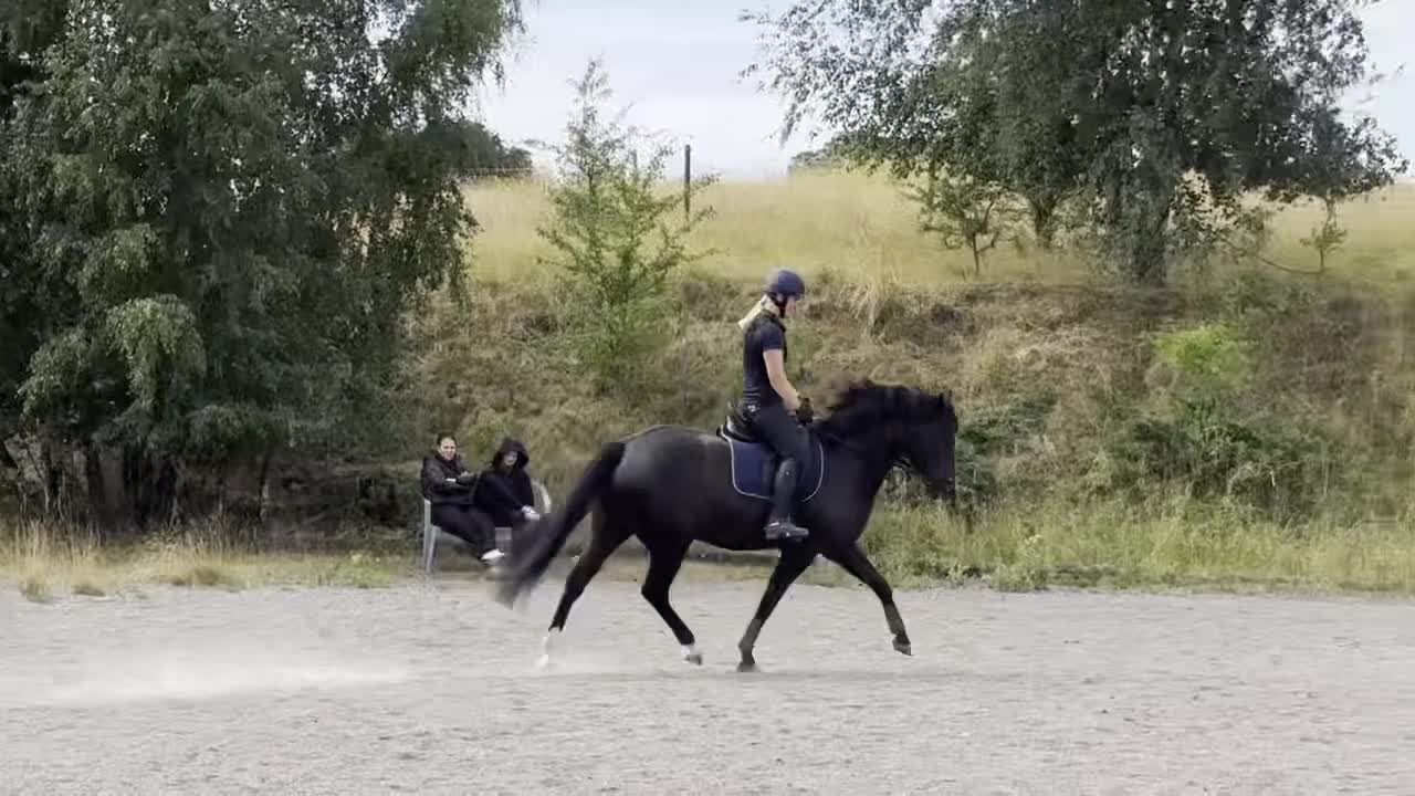 Allround hästar till salu: Charmig New Forest valack - Video 3