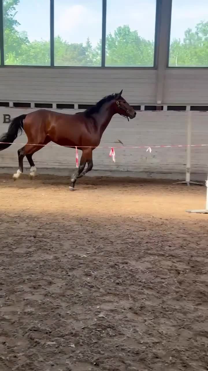 Hoppning hästar till salu: Lovande 3-årig valack e. Dom Perignon Z - Video 3