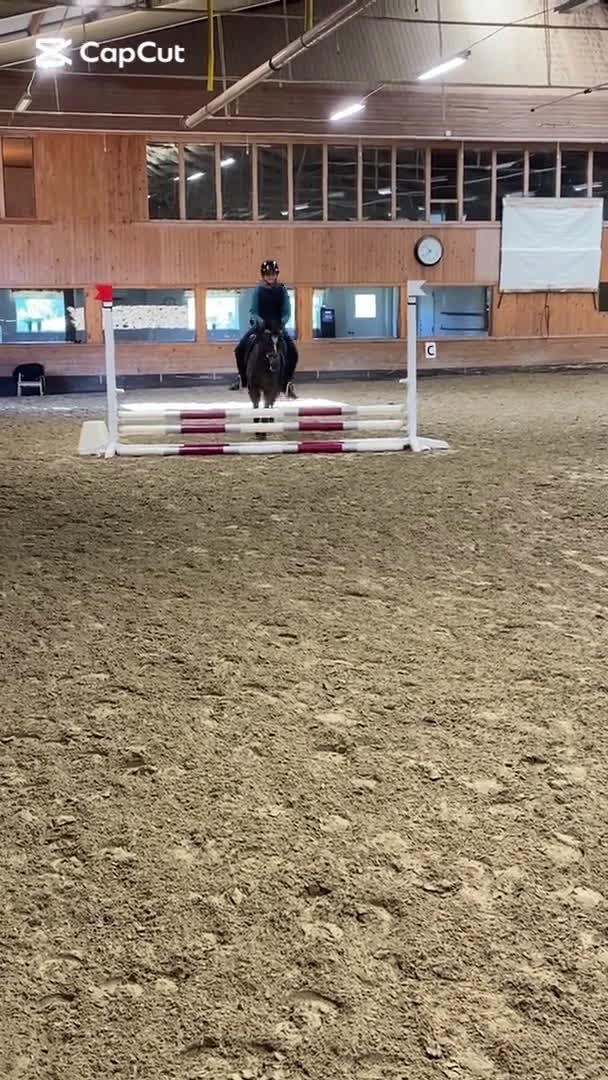 Dressyr hästar till salu: SM-ponny och bästa vän i Sölvesborg - Video 4