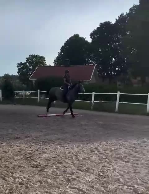 Hoppning hästar till salu: Hopp/fälttävlan talang - Video 3