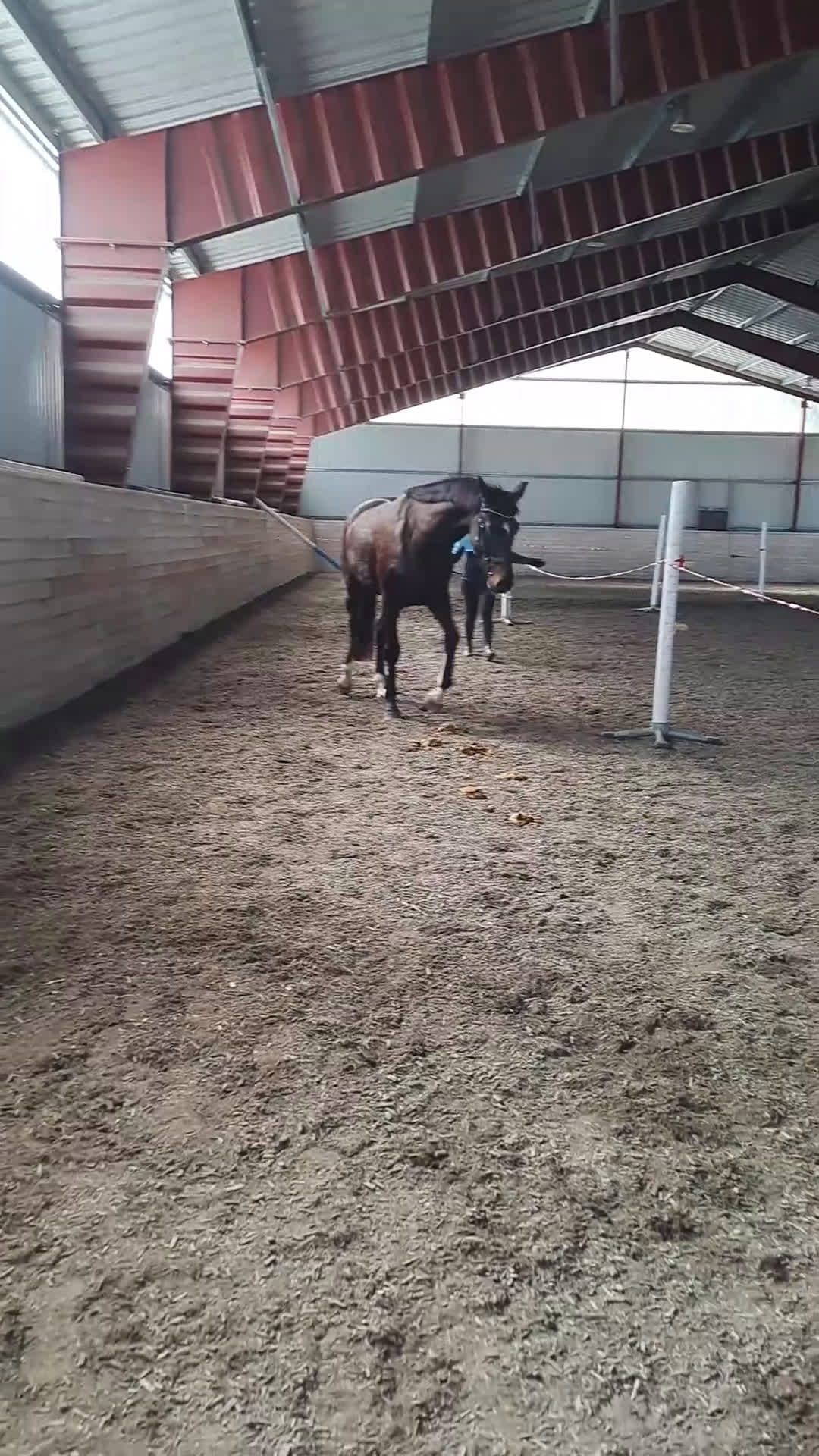 Dressyr hästar till salu: Ett äkta guldkorn i Forshaga - Video 4