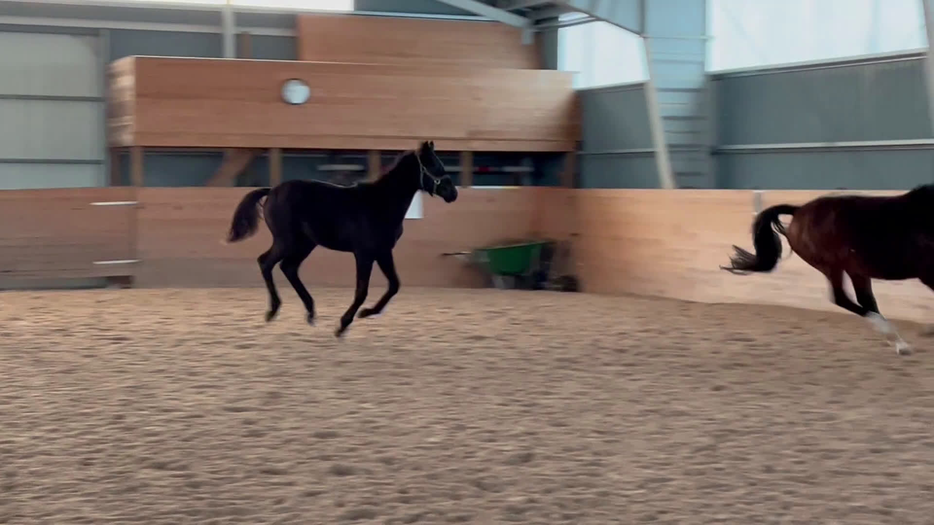 Allround hästar till salu: Mycket trevlig kille  - Video 1