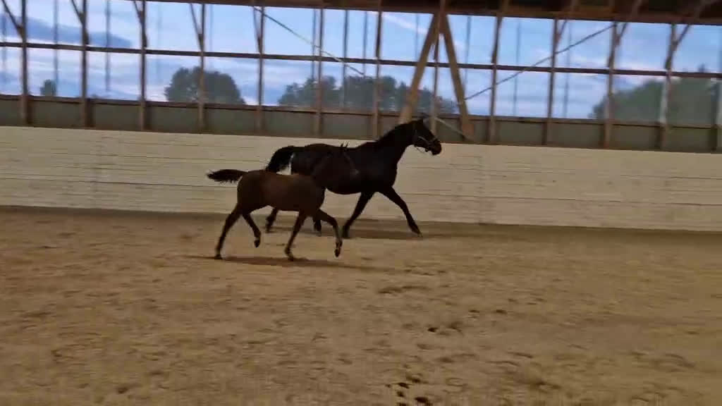 Övrigt hästar till salu: Harmoniskt stoföl  i Bruzaholm - Video 1