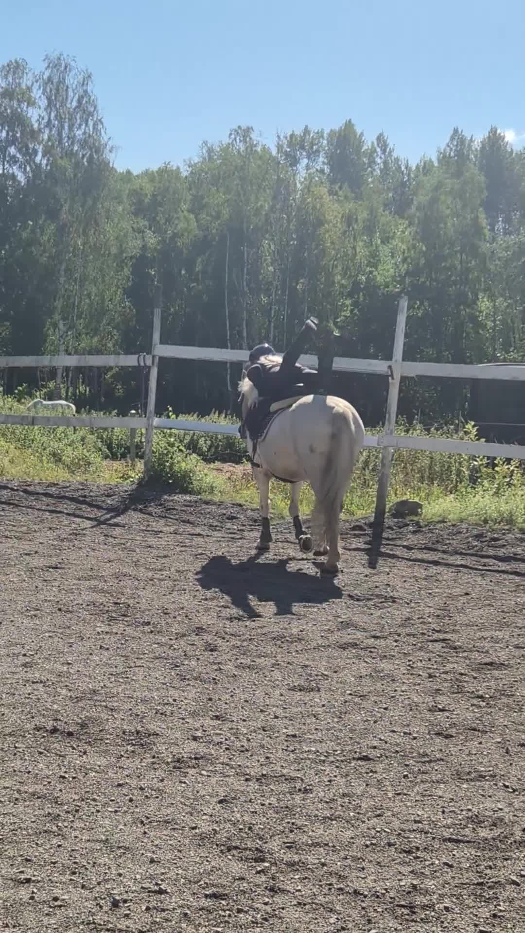 Allround hästar till salu: Maxad B-ponny i Jättendal - Video 4