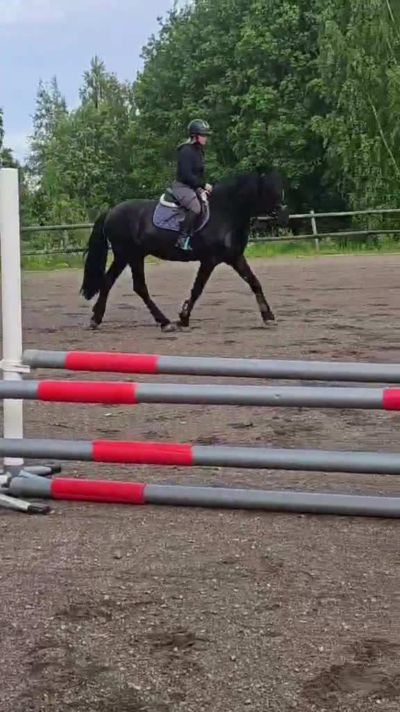 Allround hästar till salu: Trevligt kallblod med stor utvecklingspotential🦋 - Video 1