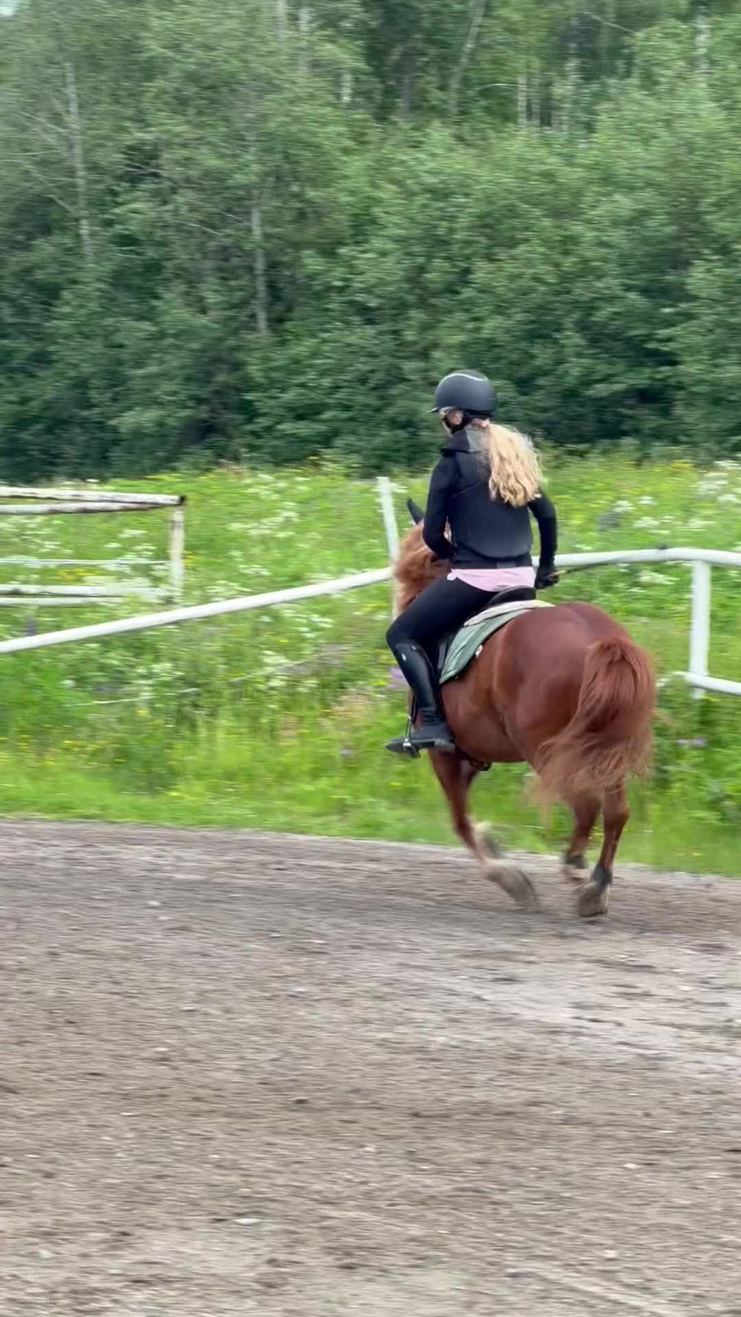 Allround hästar till salu: Läromästare söker ny ryttare/ kusk - Video 4