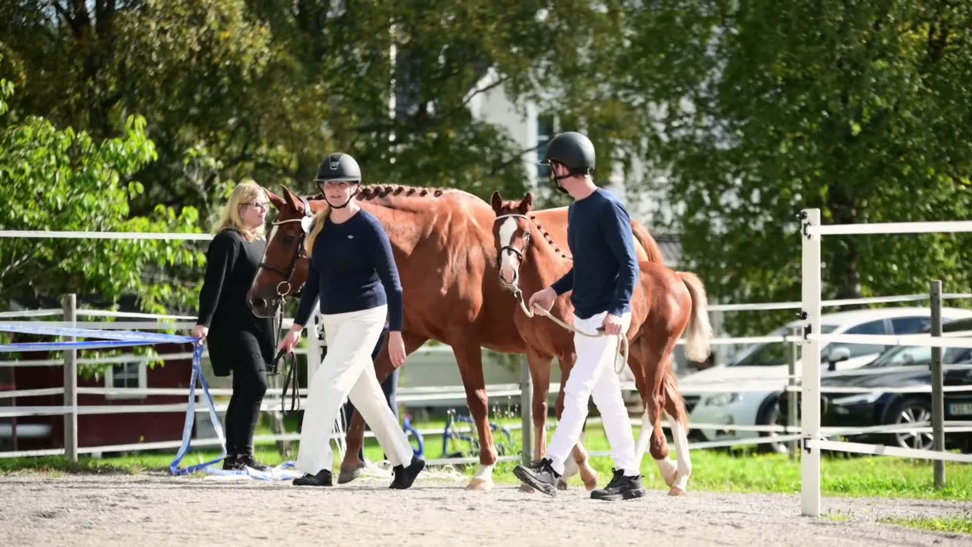 Hoppning hästar till salu: Vackert stoföl med goda framtidsutsikter  - Video 1