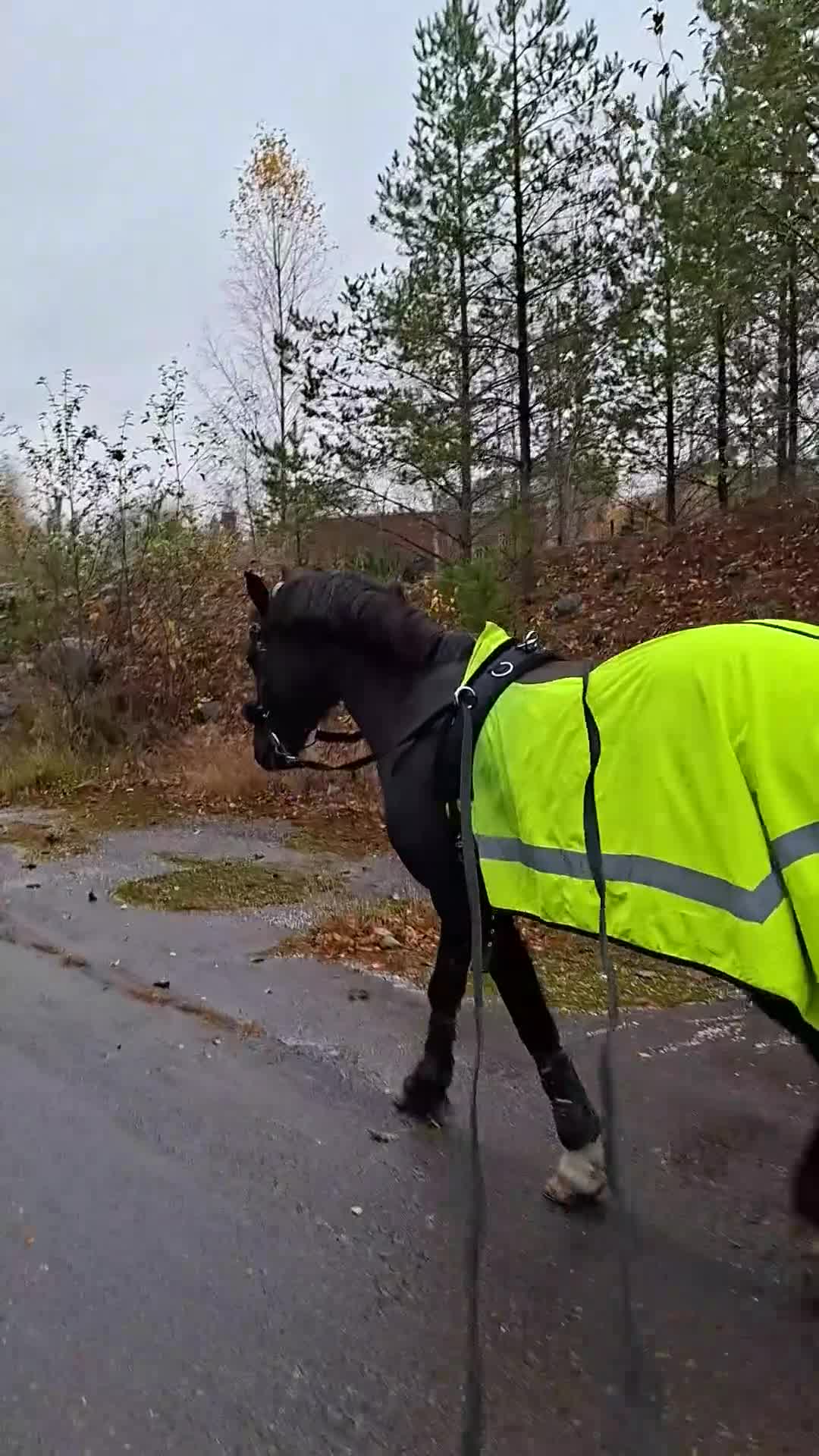 Allround hästar till salu: *RESERVERAD* Rosettplockare och bästa vän🥇 - Video 2