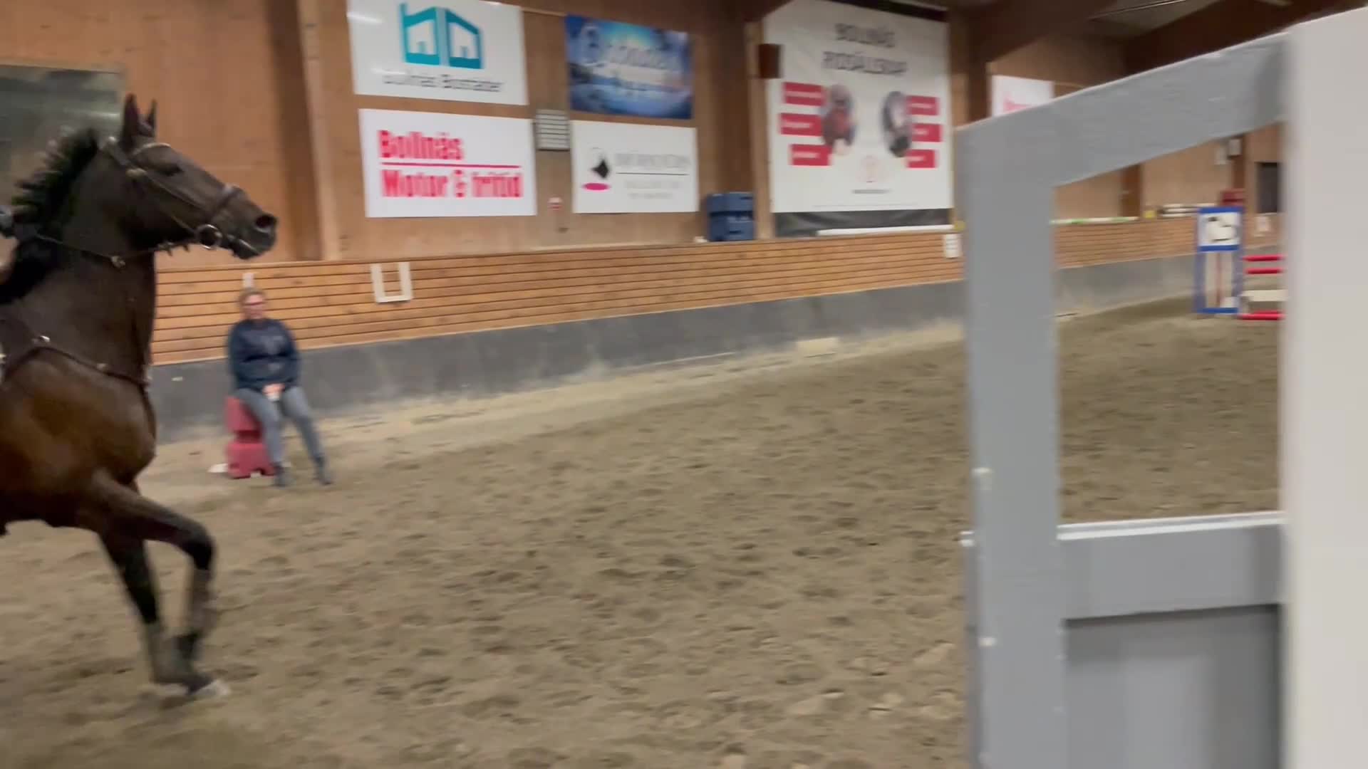 Hoppning hästar till salu: Snäll allroundhäst - Video 2