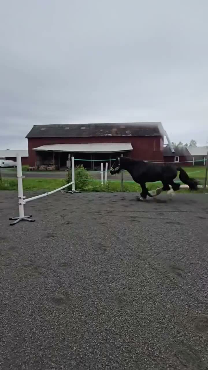 Allround hästar till salu: Charmig och reslig C-ponny med stor potential - Video 3