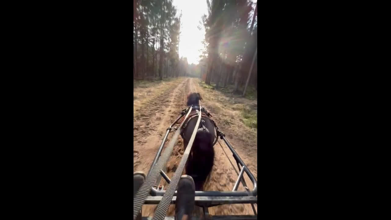  medryttarhäst finnes: Vi söker medryttare till vår A-ponny! i Åled - Video 2