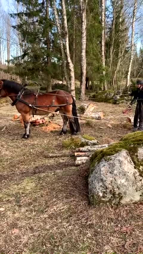 Körning hästar till salu: Fin rid och körhäst - Video 1