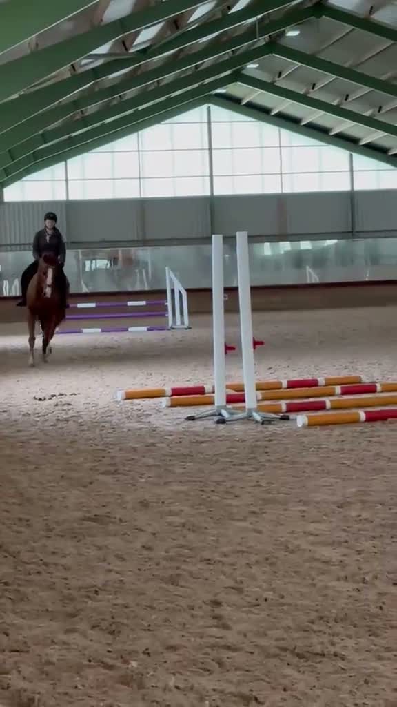 Allround hästar till salu: Perfekta allround hästen  - Video 4