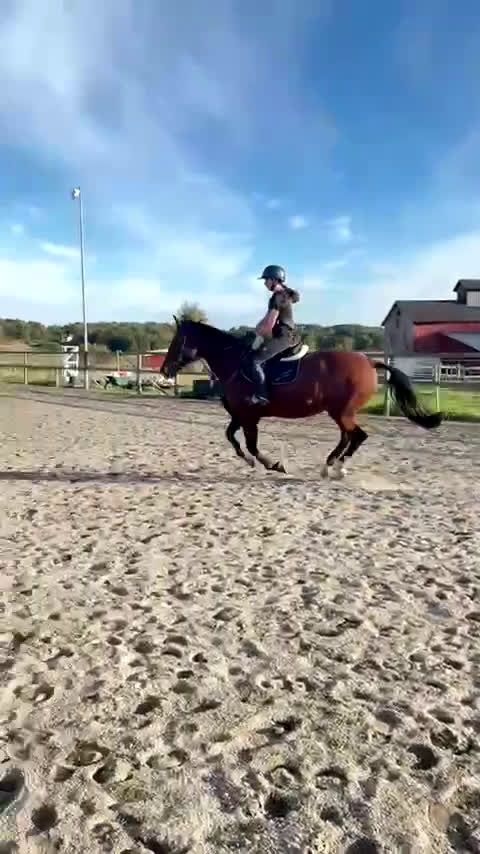 Allround hästar till salu: Sto 2010 söker gott hem, hobby eller sällskap  i Onsala - Video 2