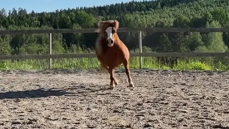 Övrigt hästar till salu: Vackert AMHA sto - Video 1