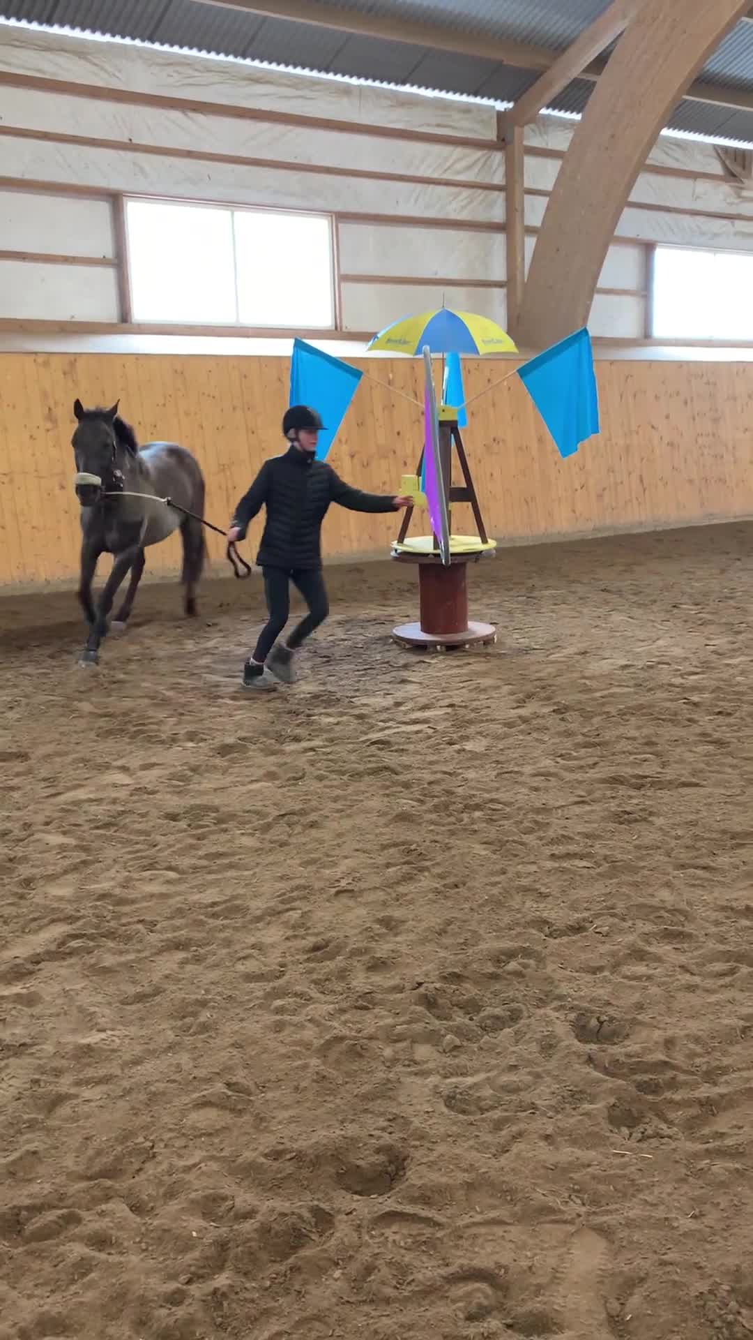 Allround hästar till salu: Fin D-ponny söker nytt hem i Götene - Video 4