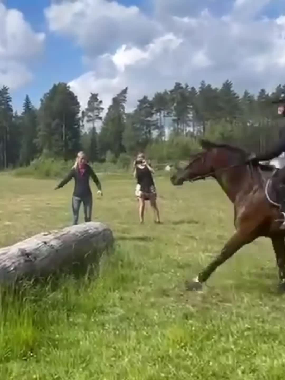 Allround hästar till salu: Personlig kille med kapacitet - Video 5