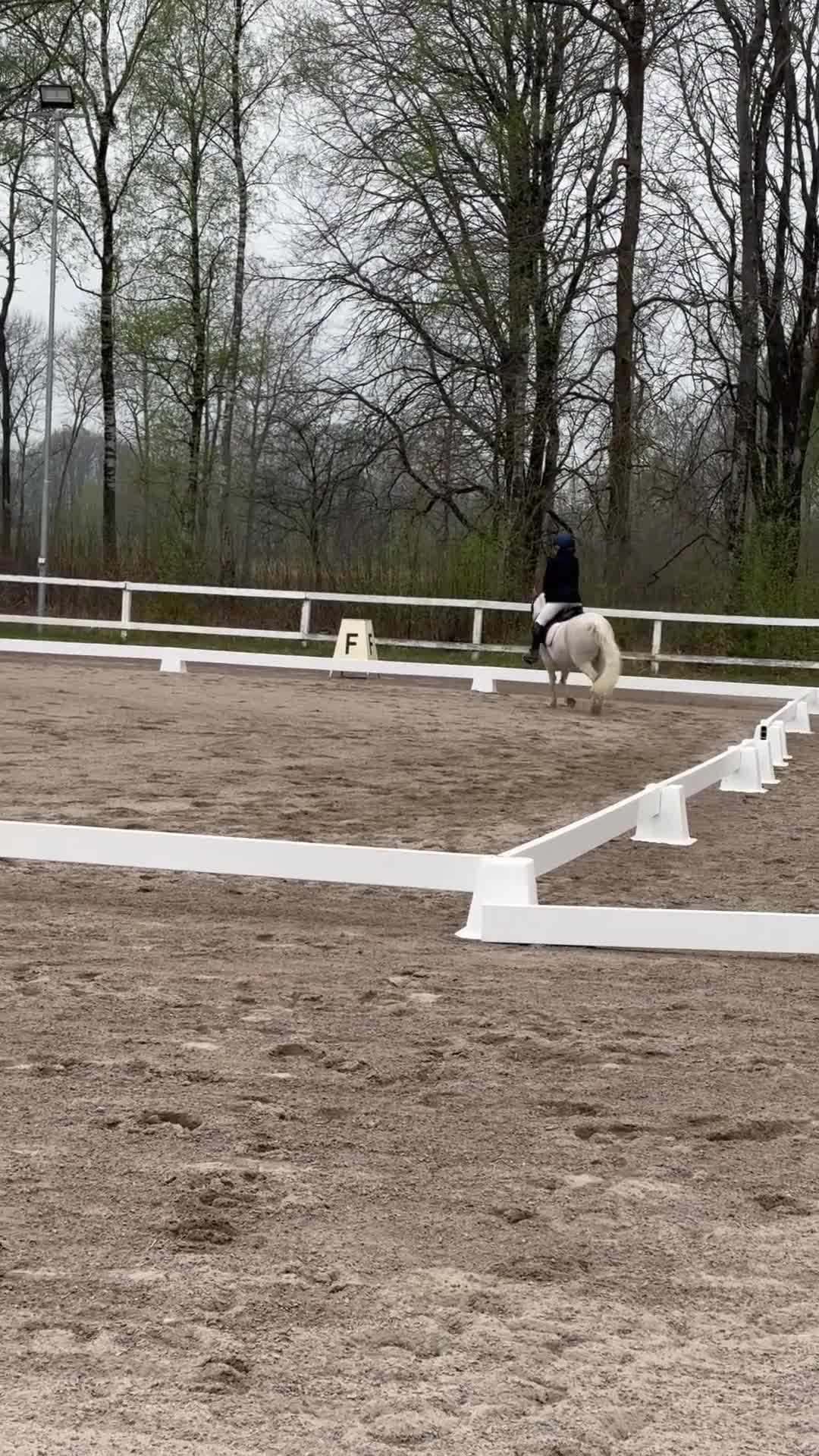 Allround hästar till salu: Welsh mountain-sto - Video 3