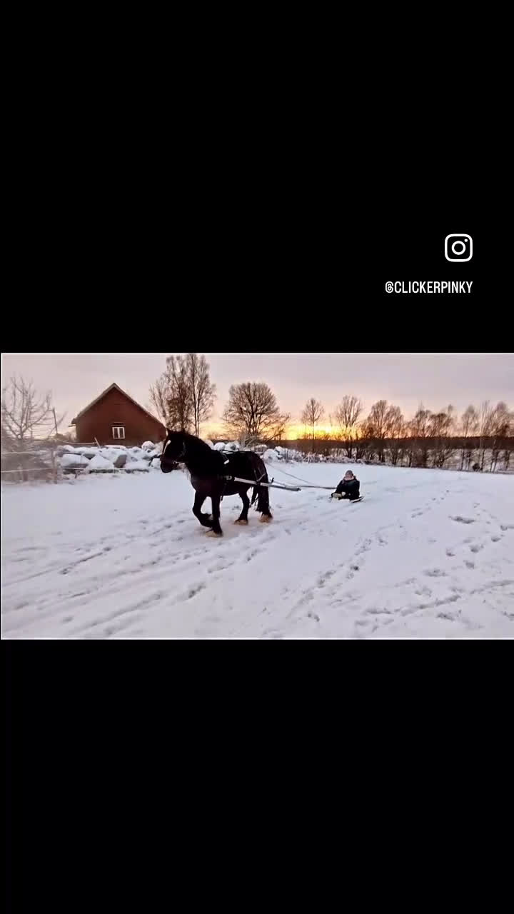 Allround hästar till salu: Världens finaste Pinky - Video 4