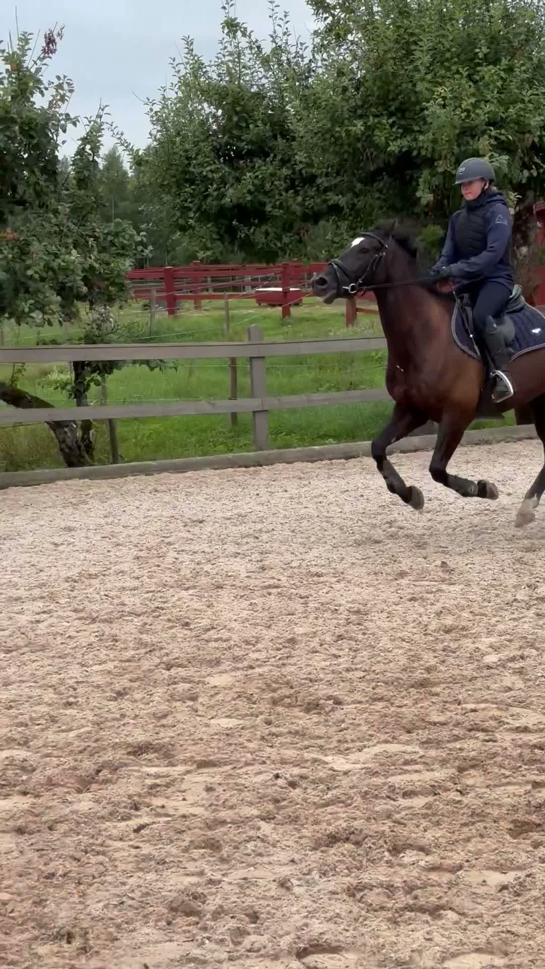 Allround hästar till salu: Snygg C ponny med potential  - Video 3