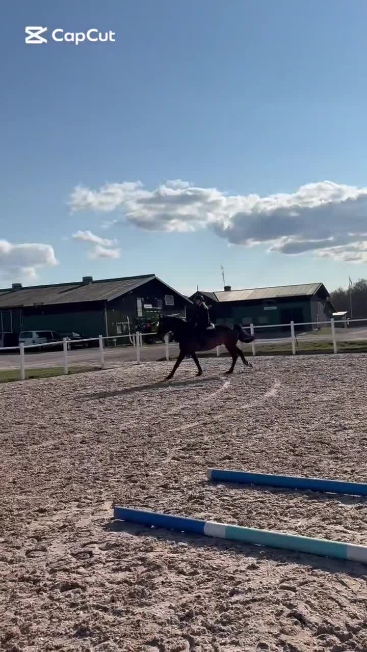 Allround hästar till salu: Social och personlig valack letar nytt hem⭐️ - Video 3