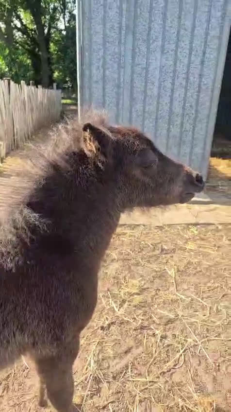 Sällskap hästar till salu: Bedårande shetlandsponny - Video 1