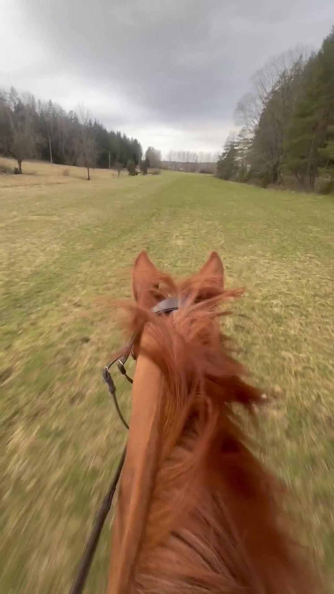 Hoppning hästar till salu: Begåvad 4-åring - Video 1