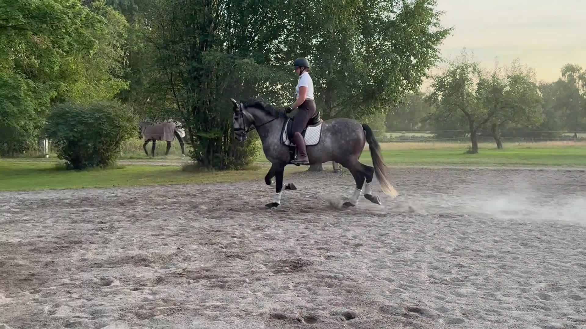 Working Equitation hästar till salu: Superfin PRE valack  - Video 3