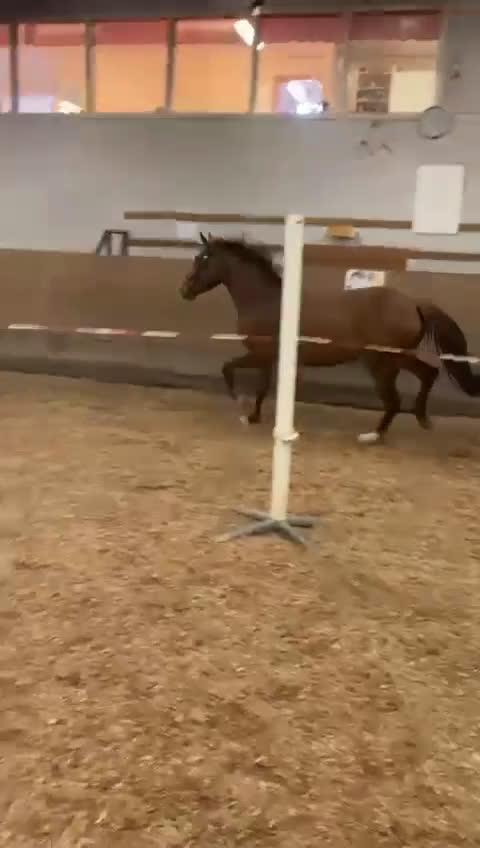 Hoppning hästar till salu: Unghäst med stor potential! - Nabab de reve - Video 3