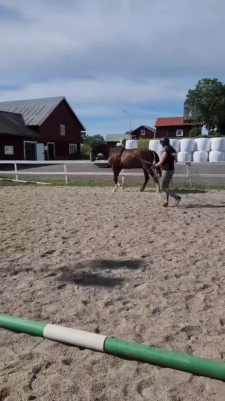 Allround hästar till salu: Vacker valack av fullblodstyp - Video 1