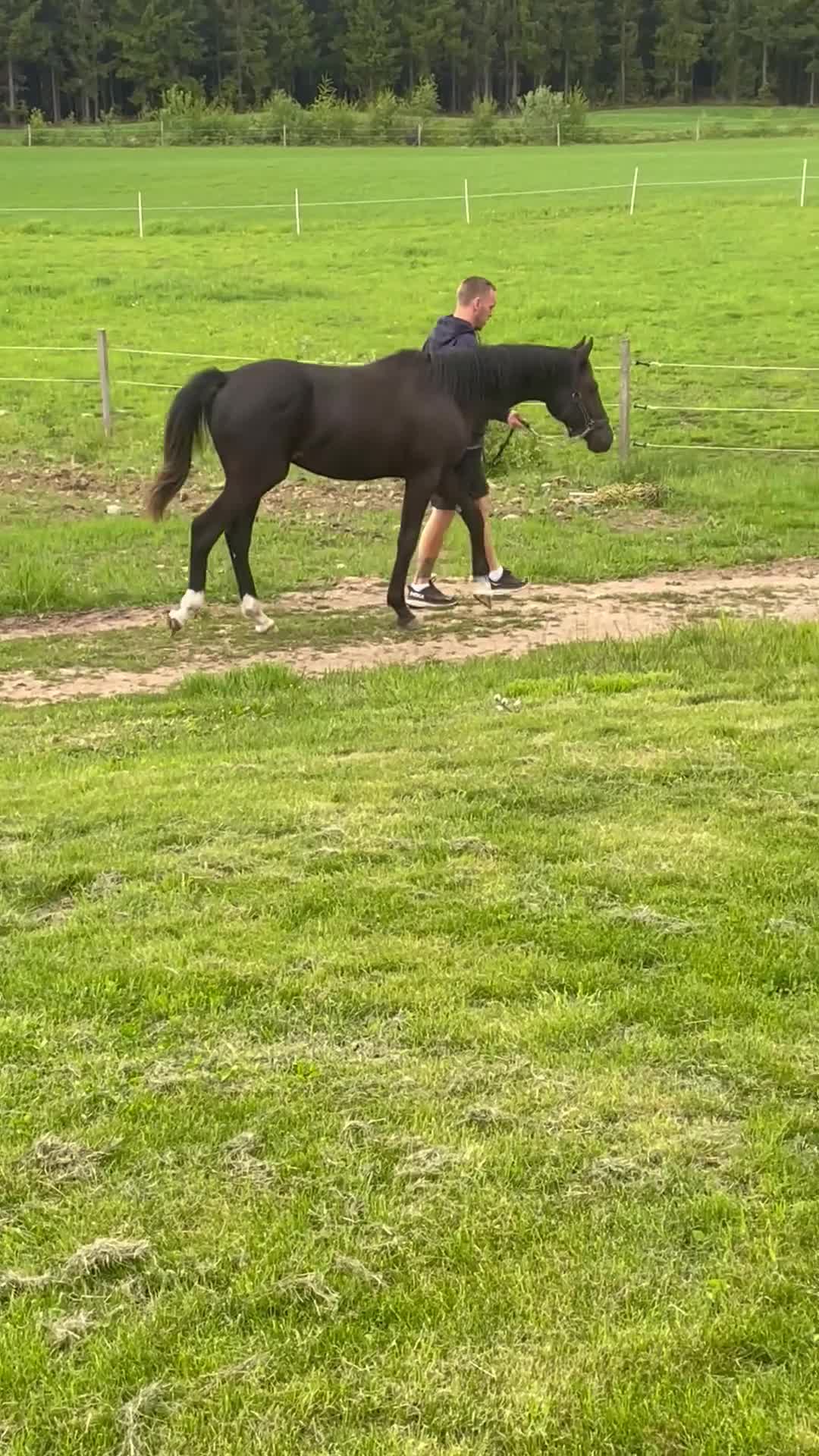 Dressyr hästar till salu: Trevlig 1 årig valack efter Raccon till salu i Kvänum - Video 1