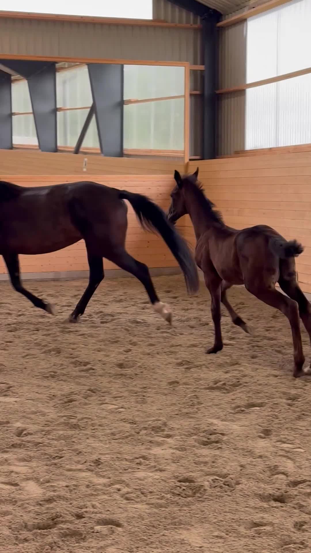 Dressyr hästar till salu: Snyggt och rörligt föl - Video 1