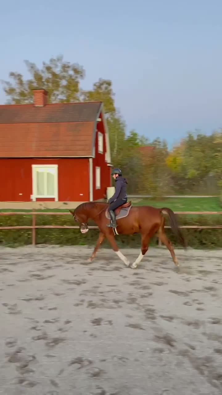 Hoppning hästar till salu: Toppstammad 4 åring - Video 1