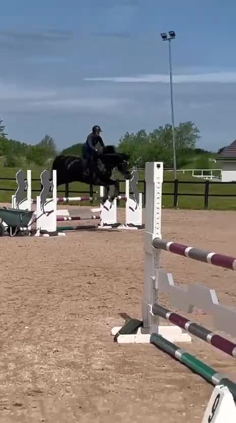 Allround hästar till salu: Lyxig hobbyhäst- bästa träningskompisen - Video 5