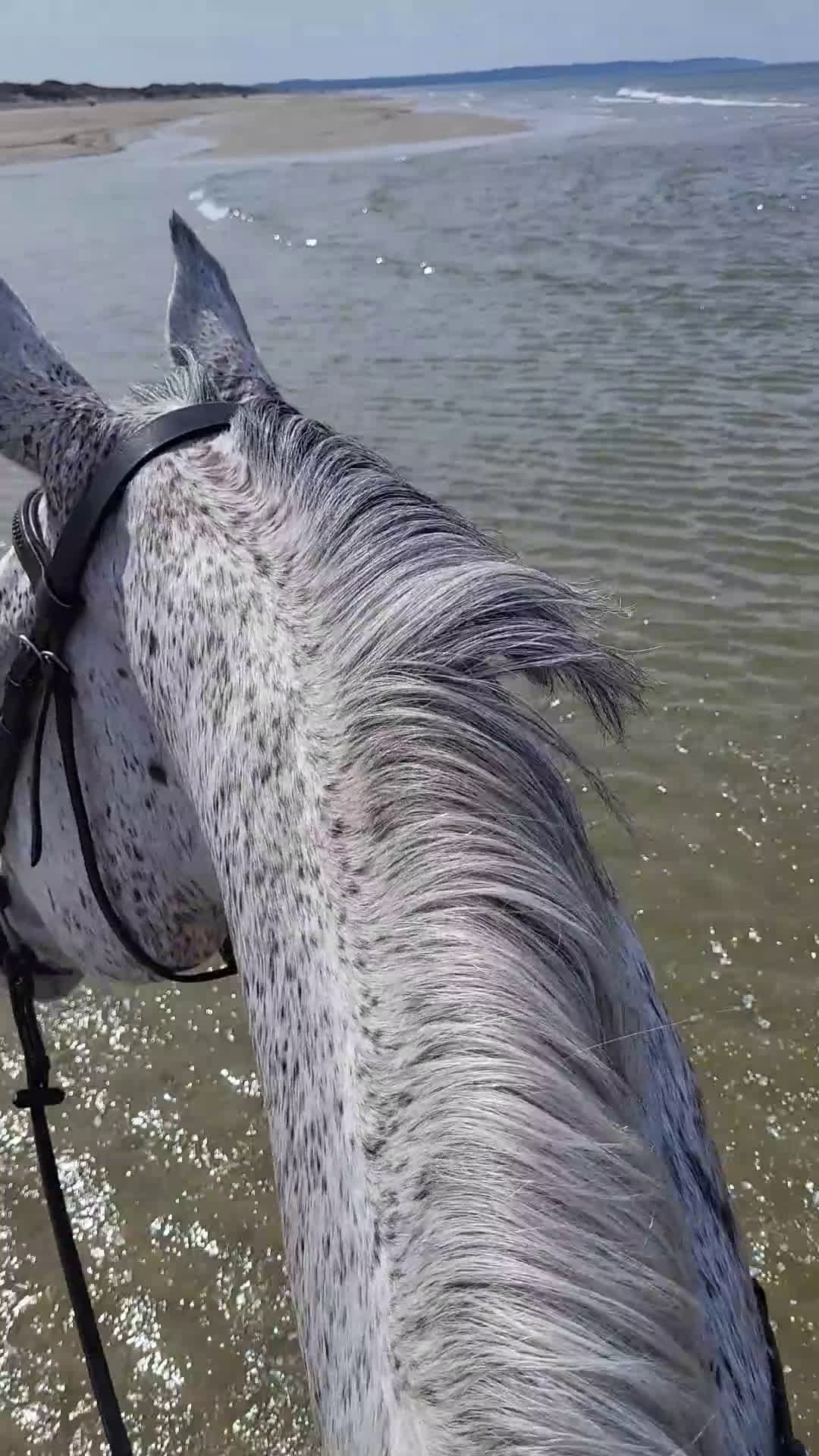 Hoppning hästar till salu: Vedels Supreme Rock  - Video 1