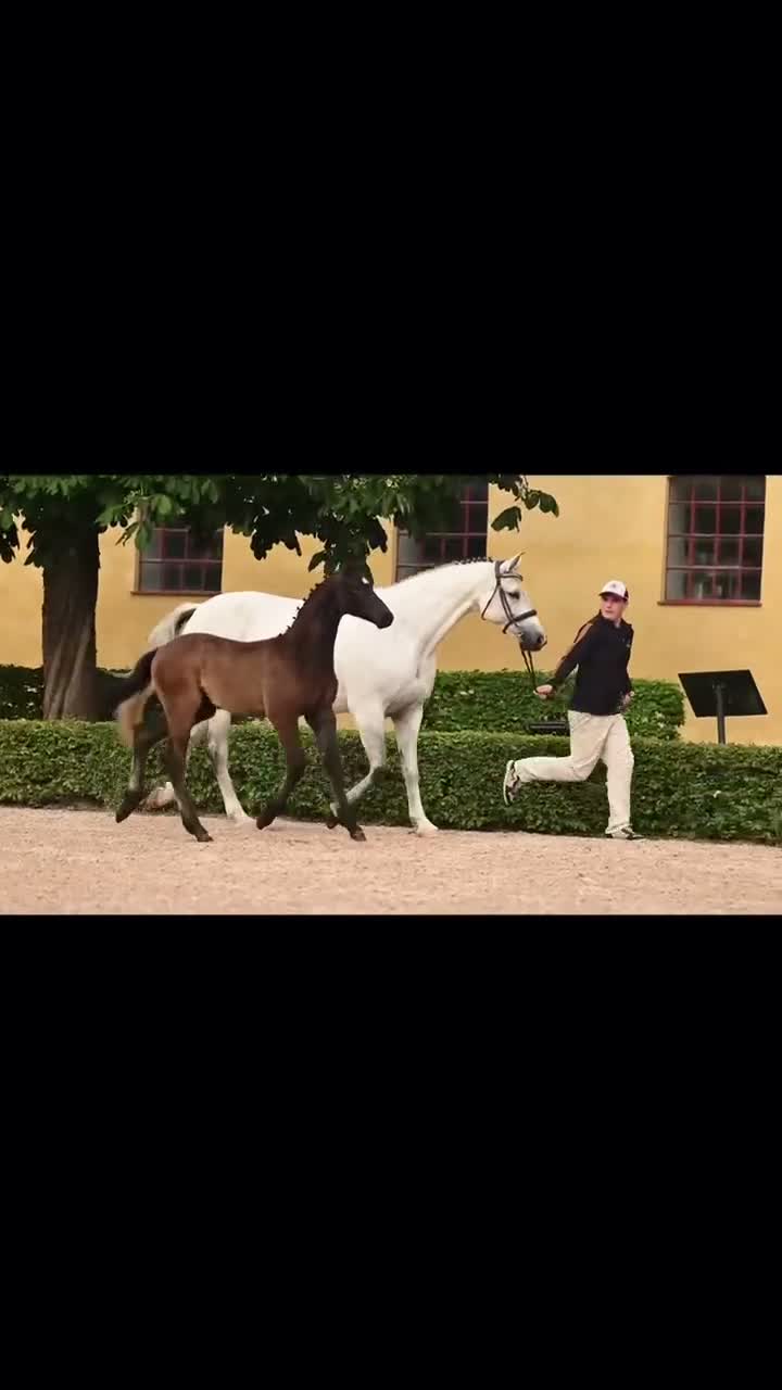 Hoppning hästar till salu: Framtidslöfte efter Highway ⭐️ - Video 1