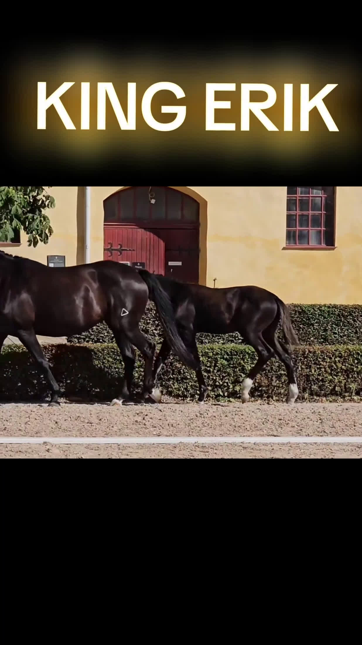 Dressyr hästar till salu: King Erik - PREMIEFÖL OBS prissänkt  i Sölvesborg - Video 1