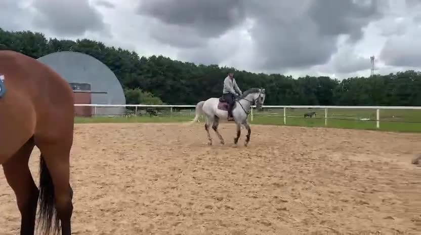 Hoppning hästar till salu: 5 årig valack i Flyinge - Video 2