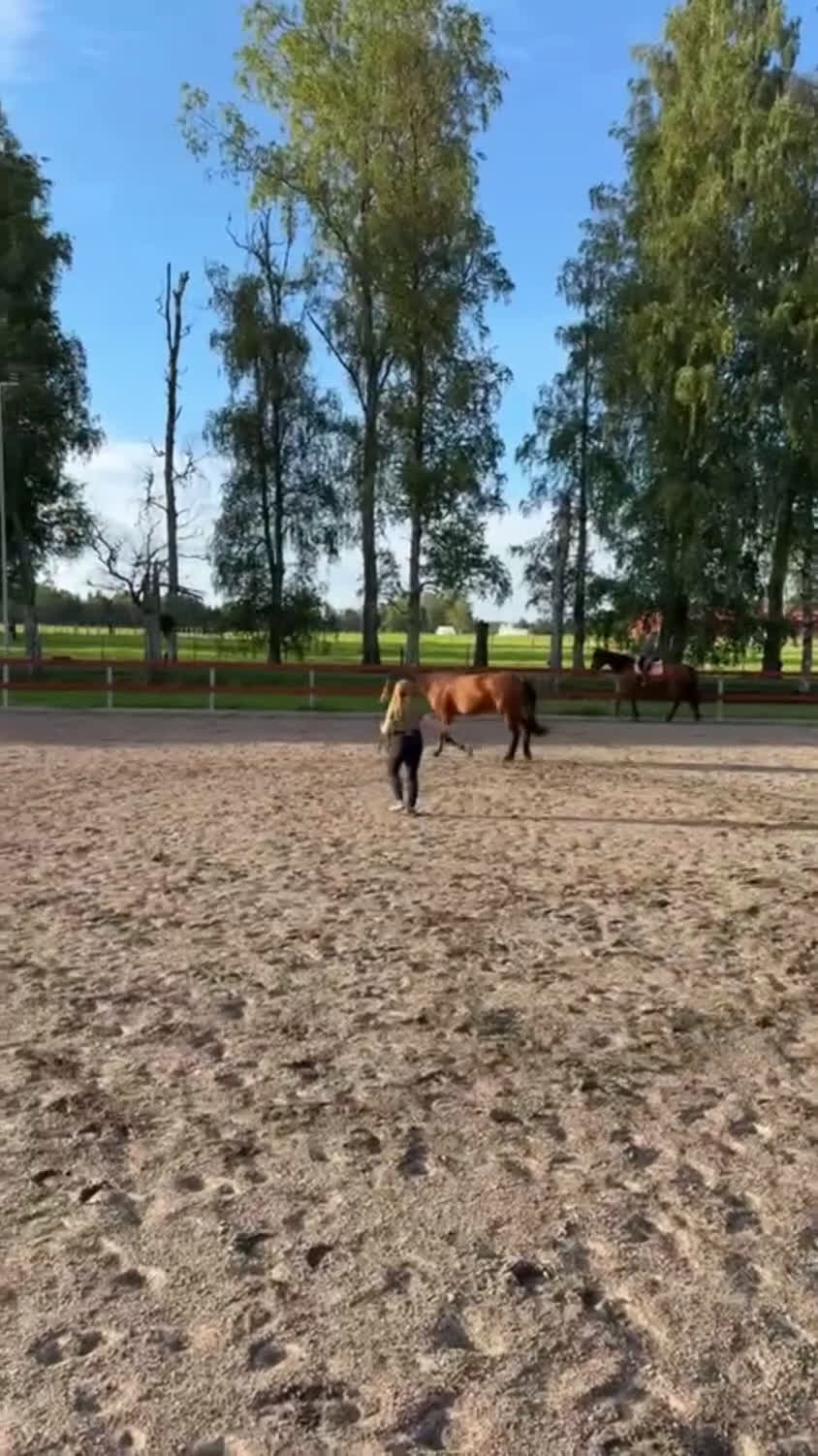 Allround hästar till salu: Super snäll tjej i Kil - Video 1