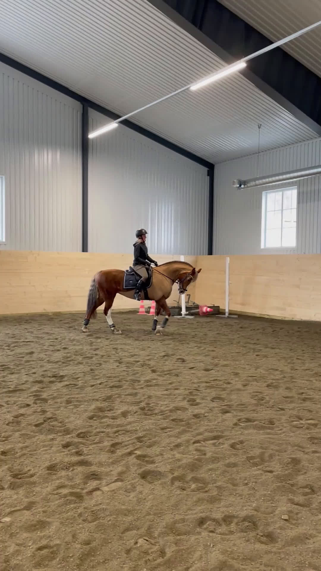 Allround hästar till salu: Vackert allround sto.  i Åre - Video 2