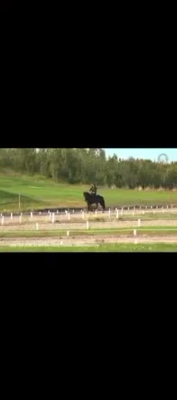 Island hästar till salu: 1 prize islandmare  - Video 3