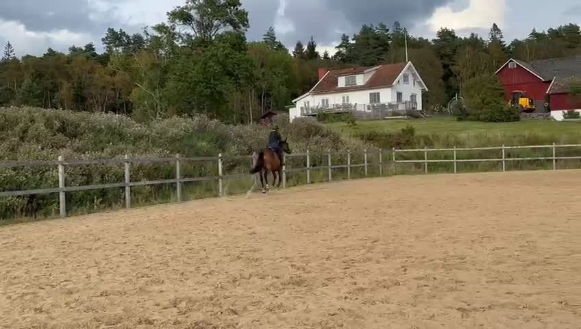 Allround hästar till salu: En bästa kompis med potential för mer - Video 1