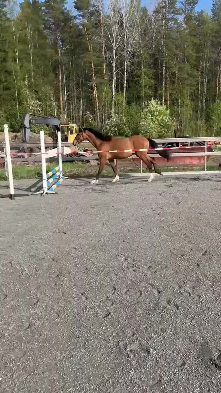 Dressyr hästar till salu: Dressyrvalack (Fälttävlansämne) e. Blue Hors Storm - Video 1