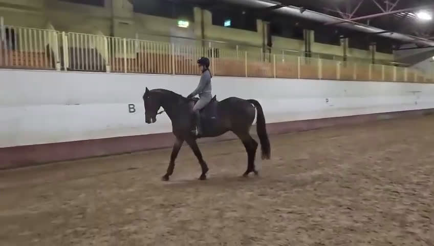 Dressyr hästar till salu: En diamant i Stenstorp - Video 1