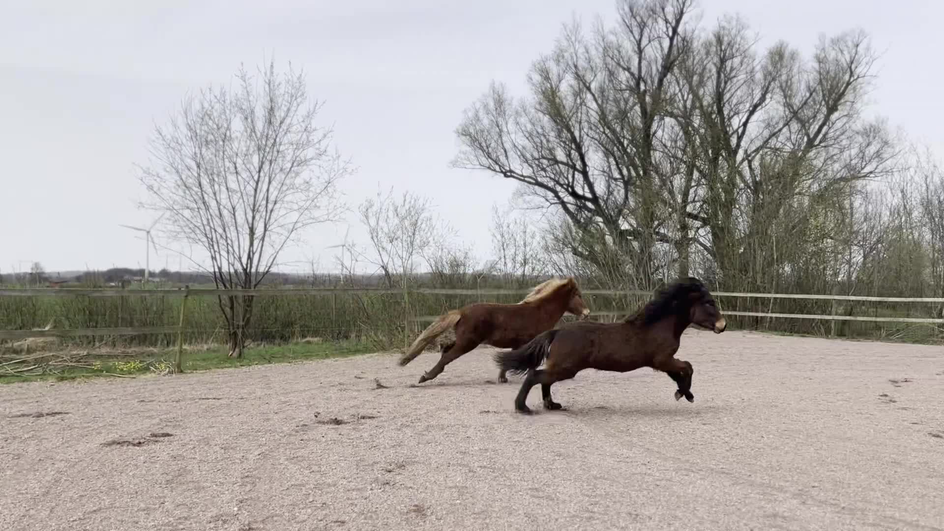Island hästar till salu: Lovande schysst ungsto i Löberöd - Video 2