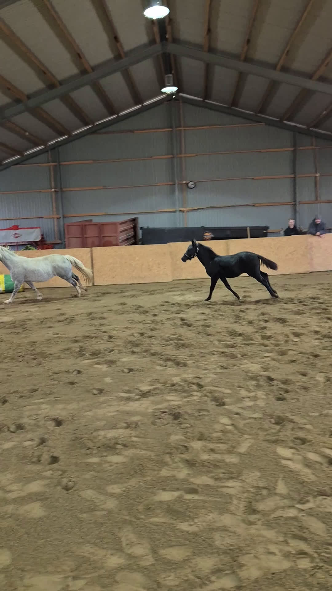 Allround hästar till salu: D ponny föl  i Klippan - Video 1