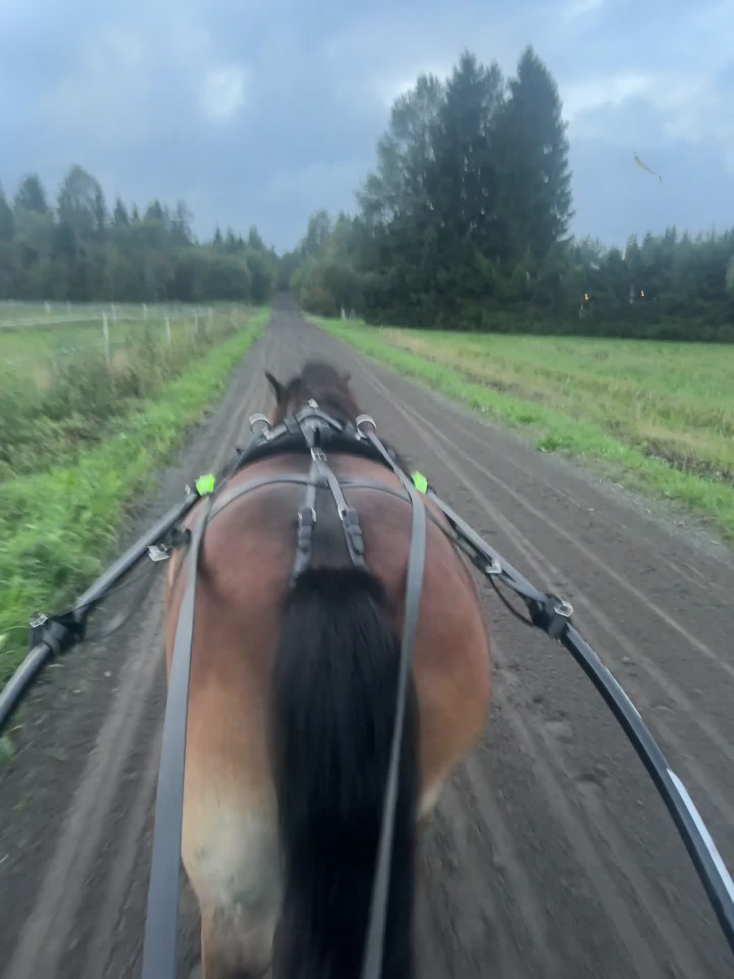 Allround hästar till salu: Allroundponny i Umeå - Video 1